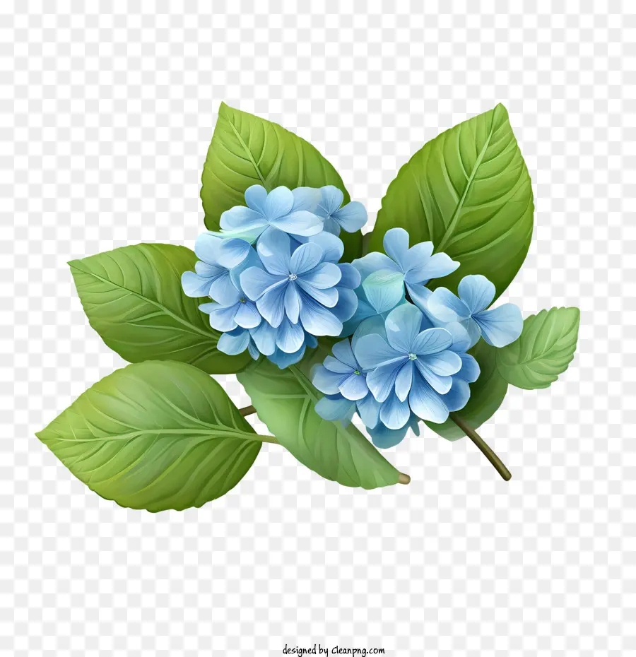 Hortensia Fleur，Image Des Hortensias Bleus PNG