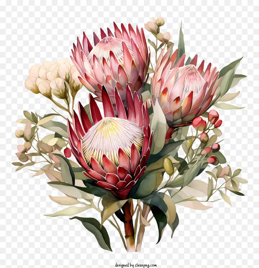 Protea Fleur，Fleurs PNG