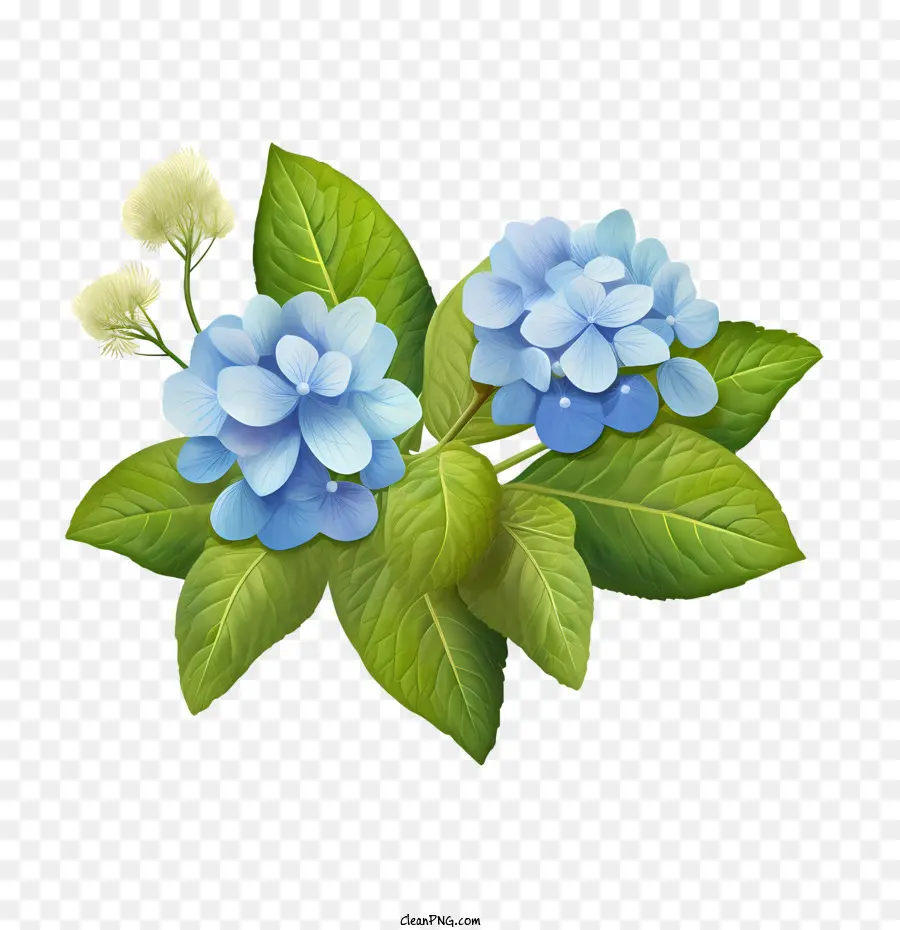 Fleur D'hortensia，Hortensia Bleu PNG