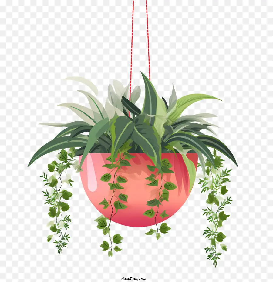 Plante Suspendue Avec Pot，Plante PNG