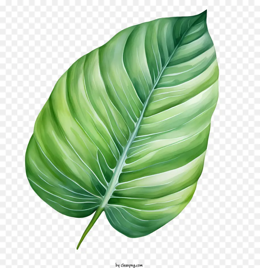 Feuille Tropicale，Feuille Verte PNG