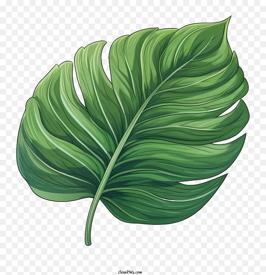 Feuille Tropicale，Feuille Verte PNG