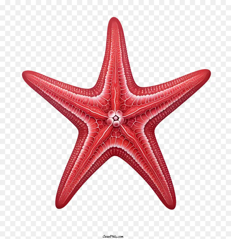 Les étoiles De Mer，Rouge PNG