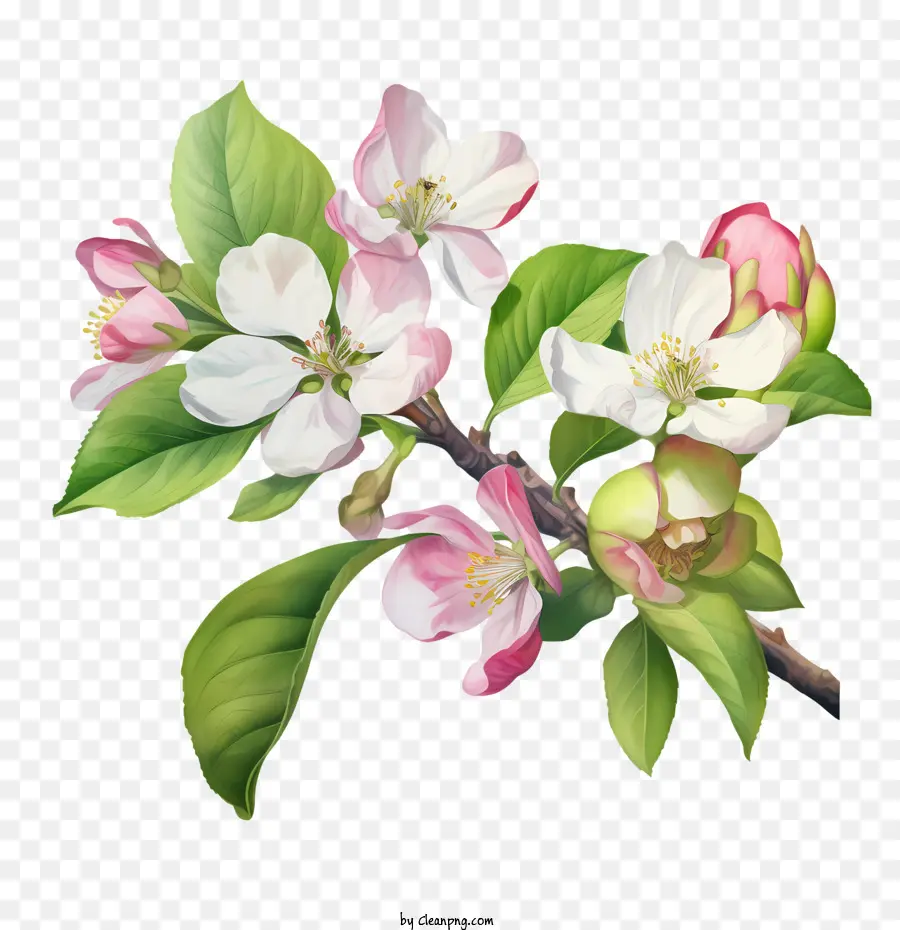 Fleur De Pommier，Bouquet De Fleurs PNG