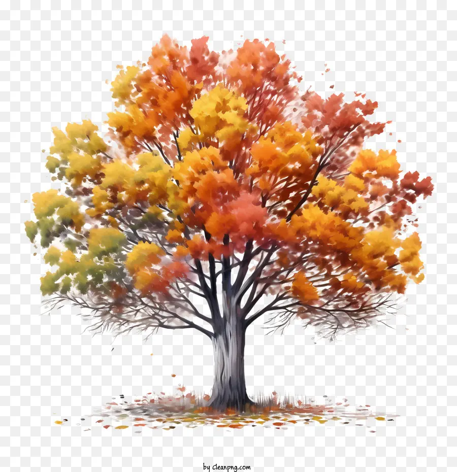 Arbre D'automne，Arbre Coloré PNG