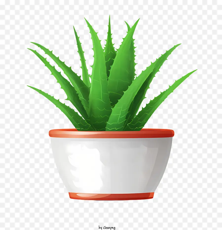 Aloé Vera，Aloe Vera Vert PNG