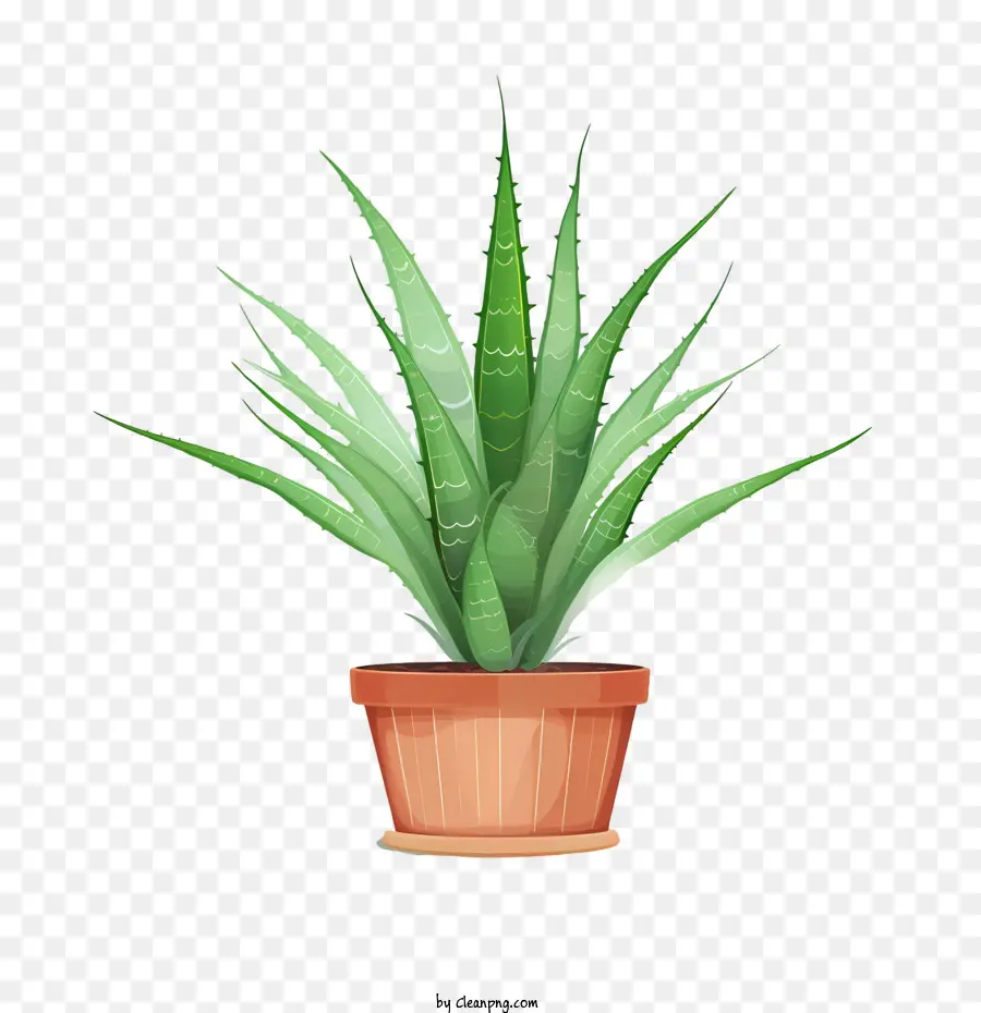 L'aloe Vera，Plante PNG