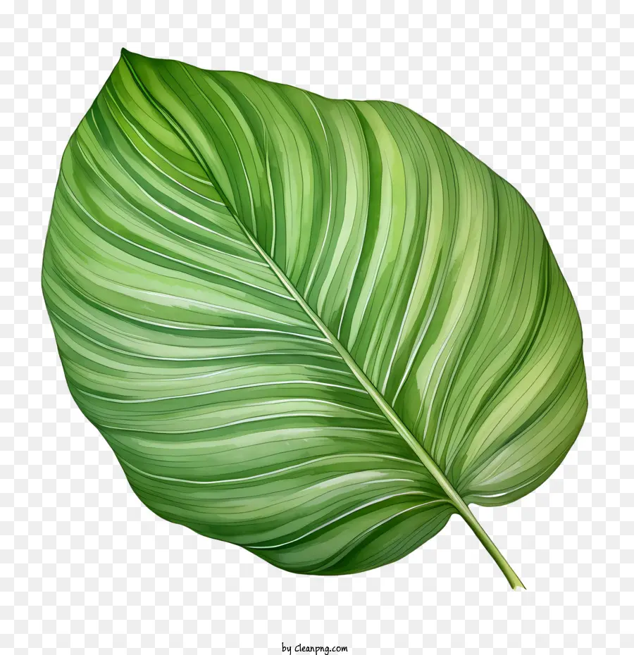 Feuille Tropicale，Feuille PNG