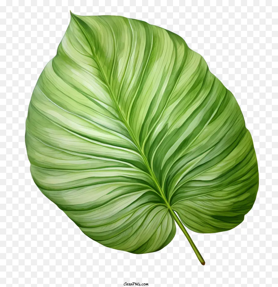 Feuille Tropicale，Feuille PNG