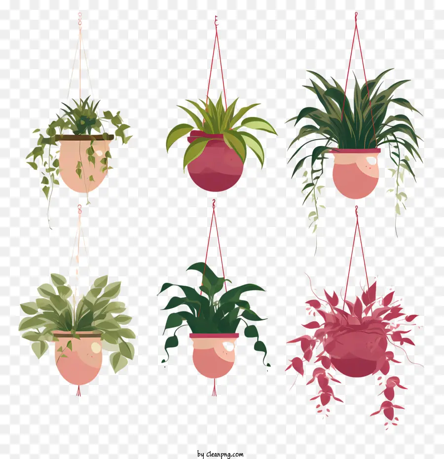 Plante Suspendue Avec Pot，Les Plantes En Pot PNG