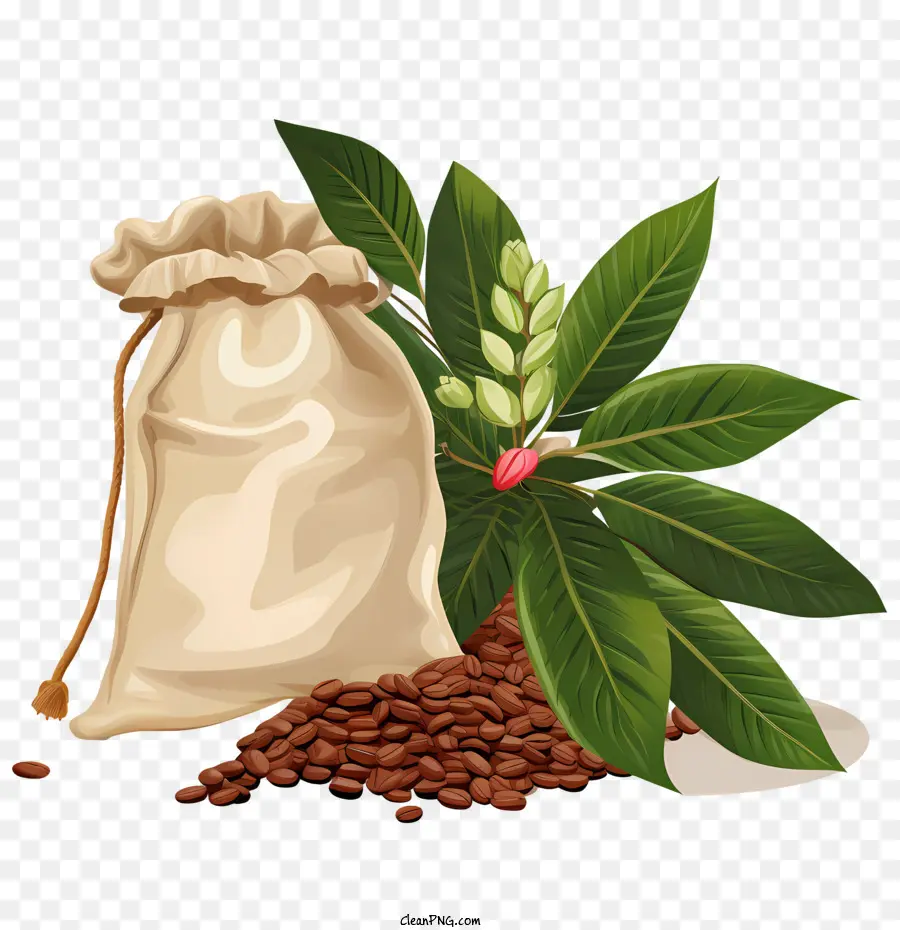 Sac De Grains De Café，Café En Grains PNG