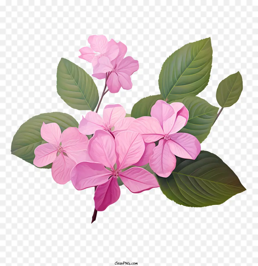 Hortensia Fleur，Fleurs Roses PNG