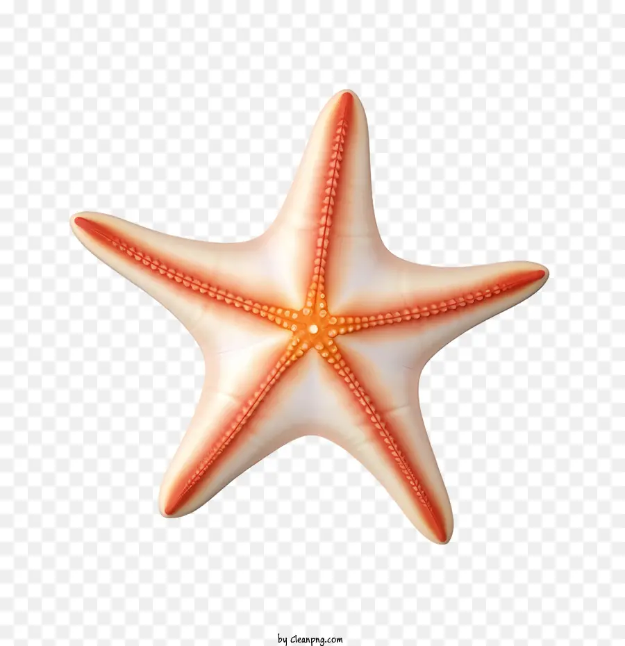 Les étoiles De Mer，Des Animaux Marins PNG