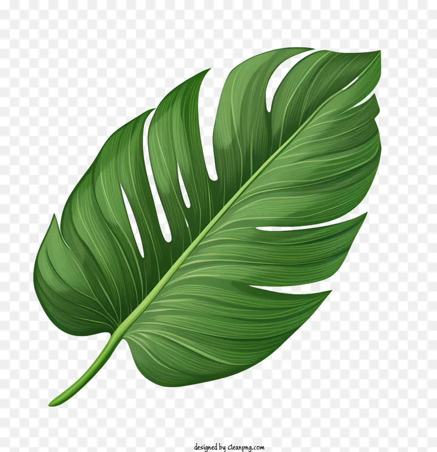 Feuille Tropicale，Feuilles Vertes PNG