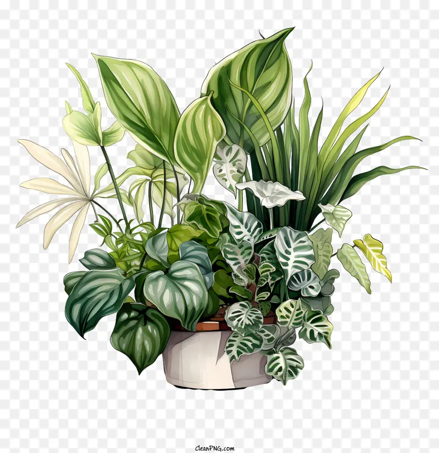 Journée D'appréciation Des Plantes D'intérieur，Plantes En Pot PNG