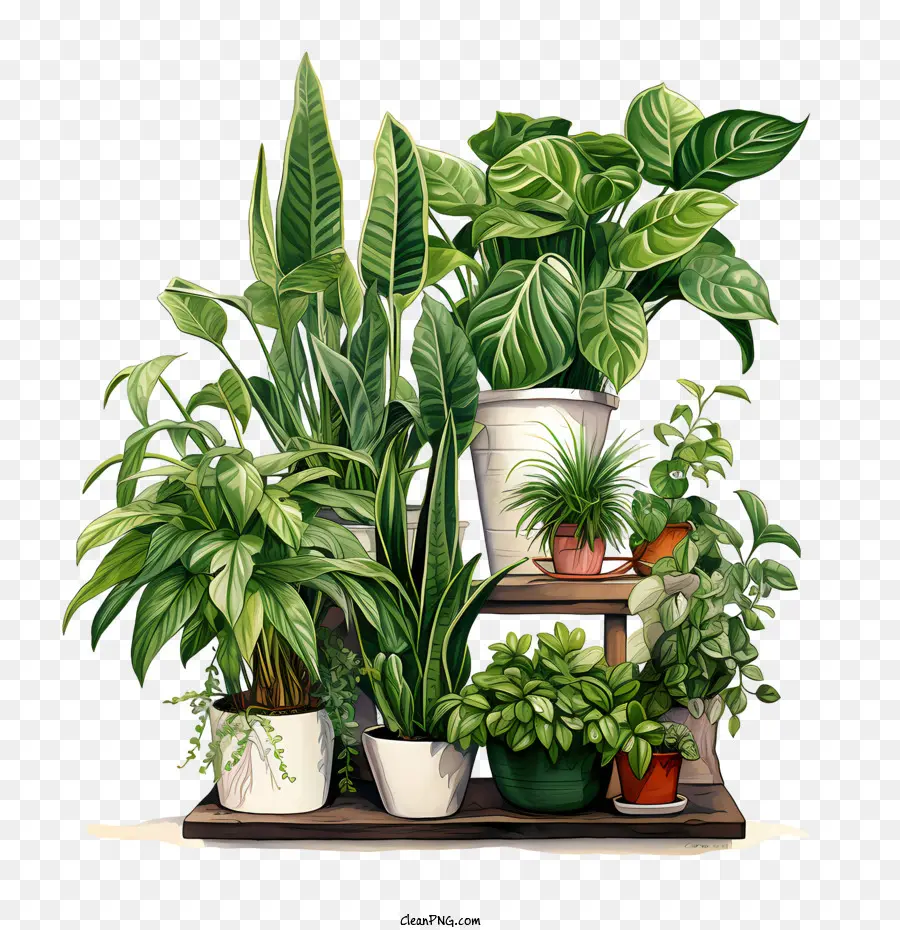 Journée D'appréciation Des Plantes D'intérieur，Plantes En Pot PNG