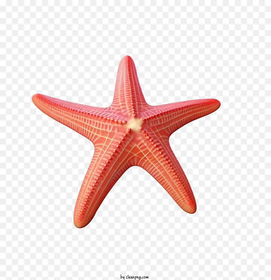 Les étoiles De Mer，Rouge PNG