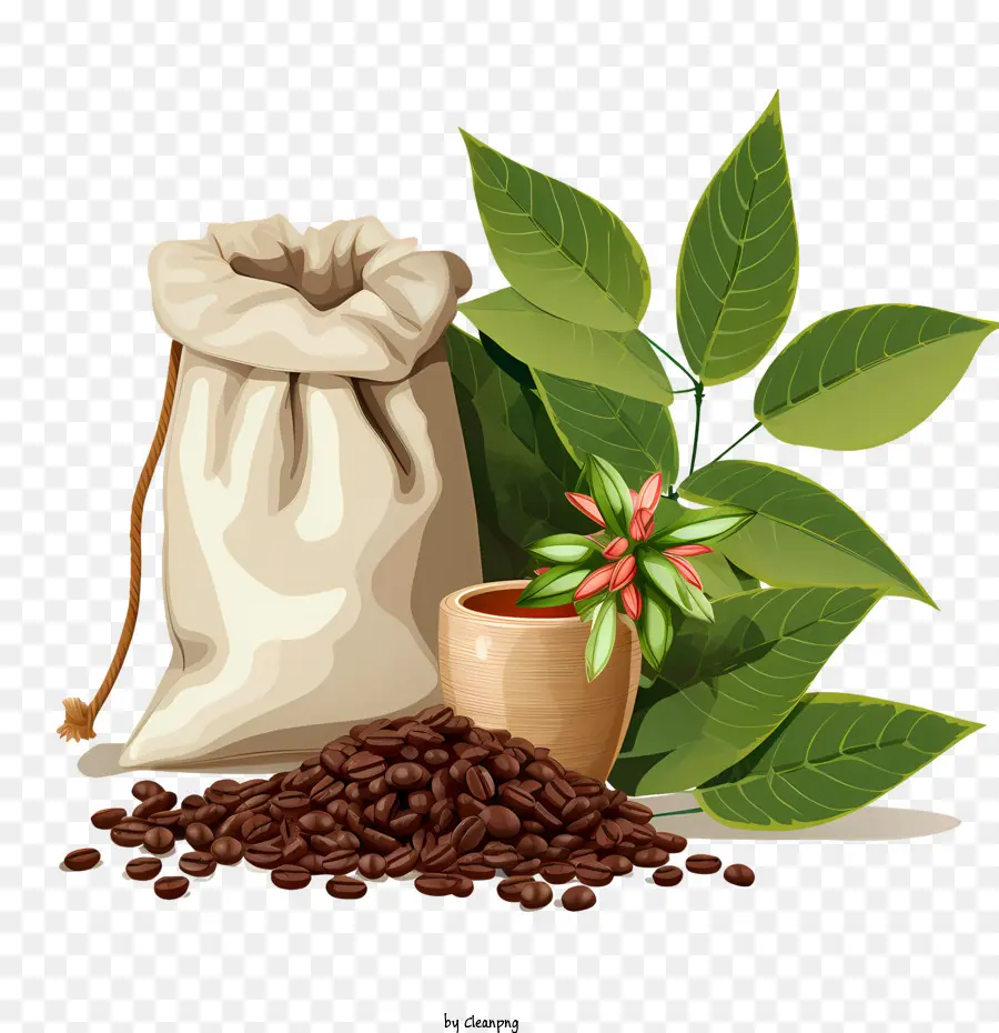 Café En Grains，Caféier PNG