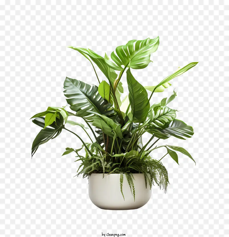 Journée D'appréciation Des Plantes D'intérieur，Plante Verte En Pot PNG