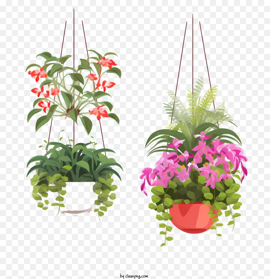 Plante Suspendue Avec Pot，Plante PNG