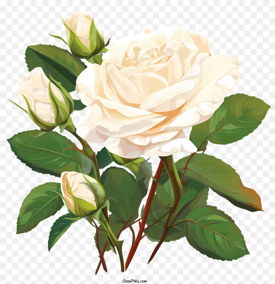 Fleur De Rose Blanche，Roses PNG