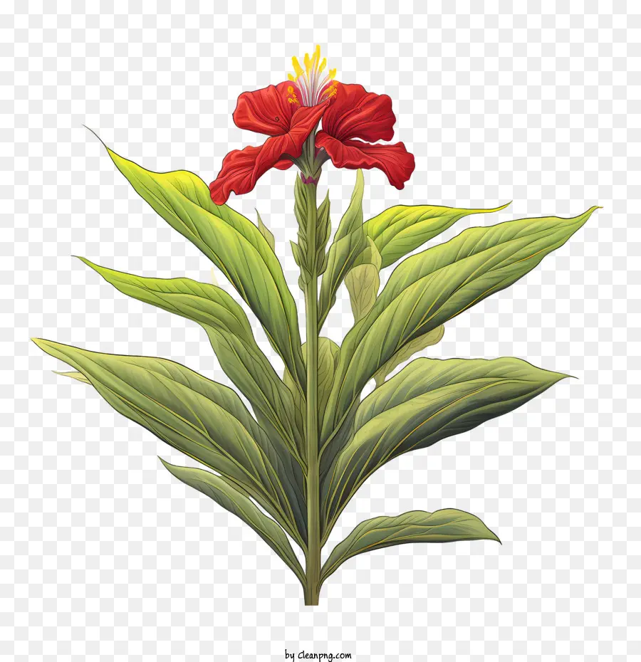 Canna Indica，Fleur Rouge PNG