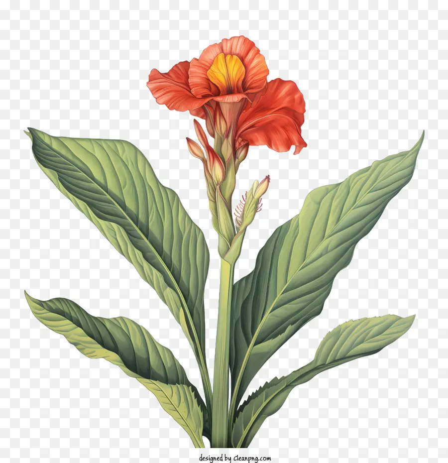 La Tige Indique，Fleur Rouge PNG