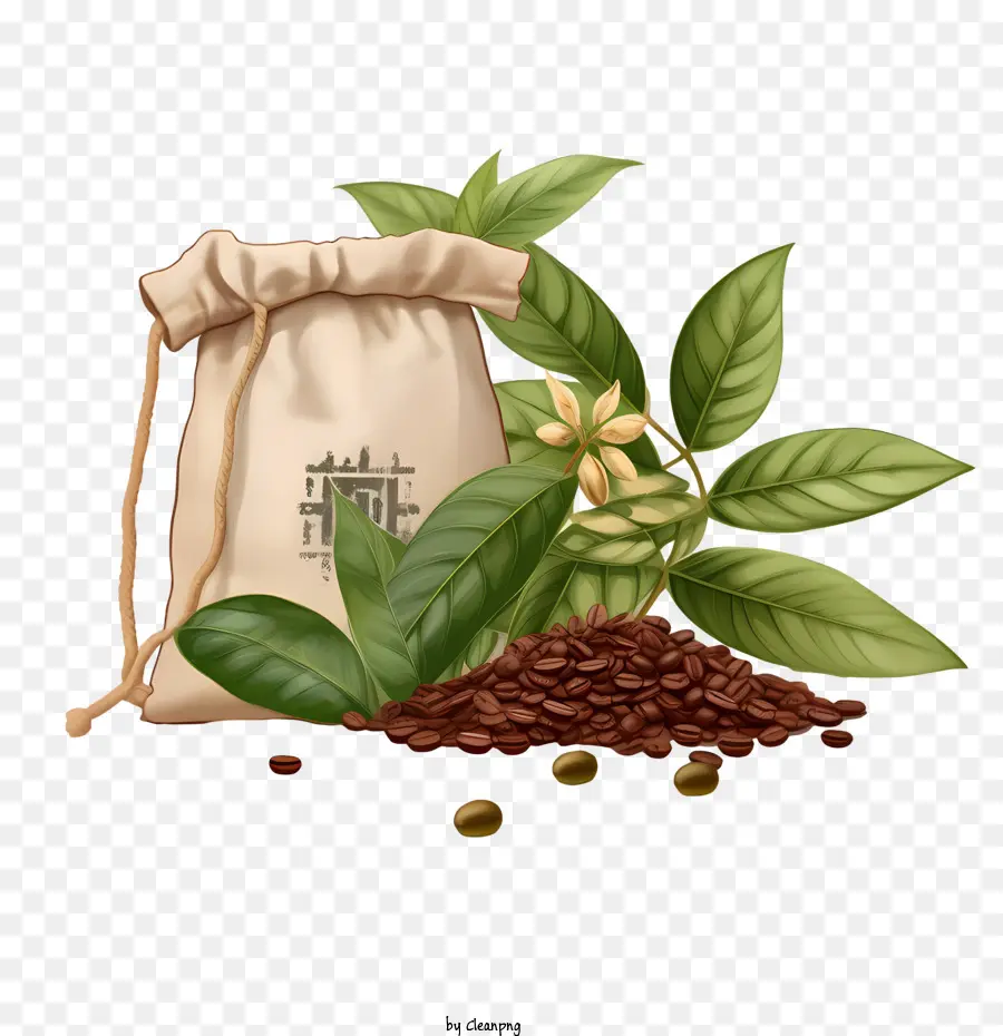 Café En Grains，Sac PNG