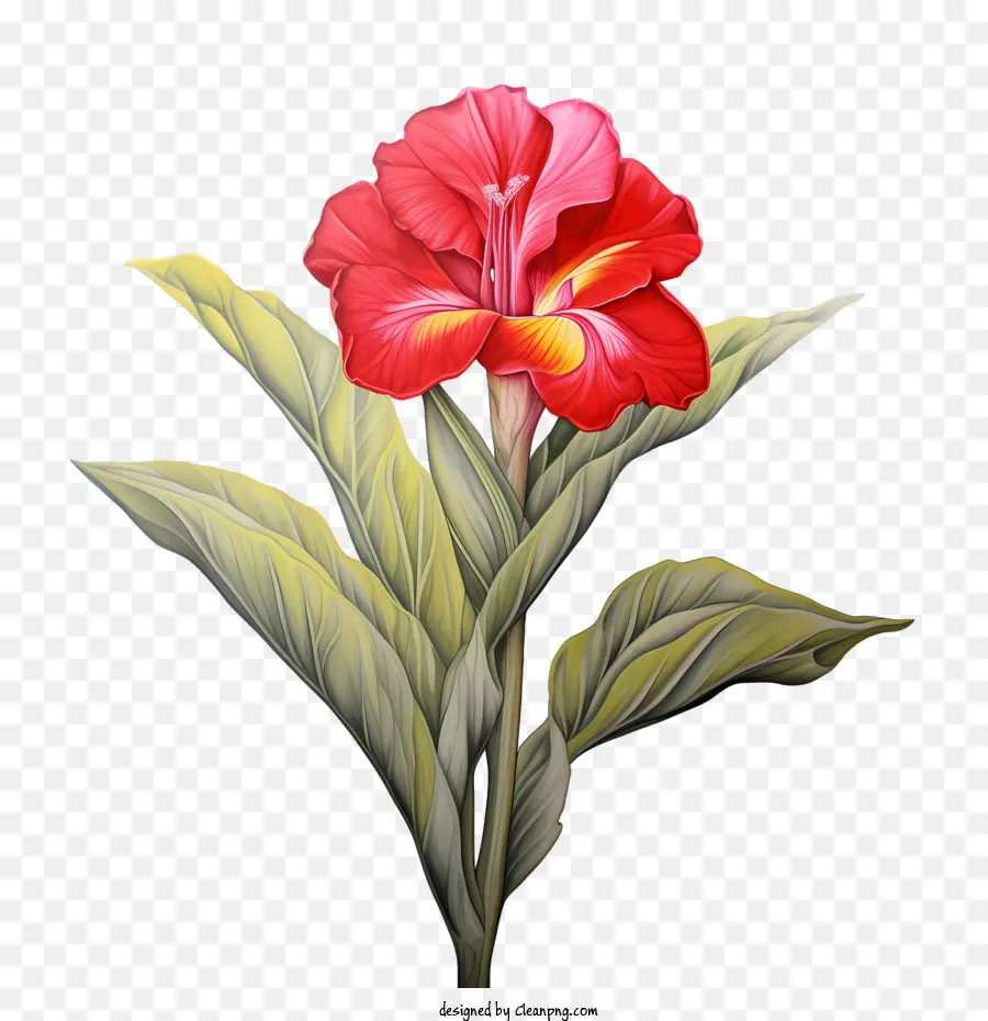 Canna Indica，Fleur Rouge PNG