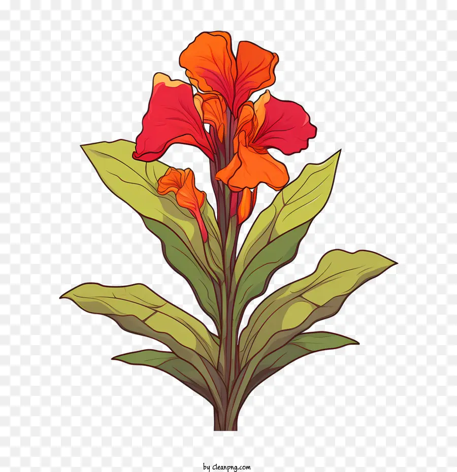 Canna Indica，Fleur D'oranger PNG