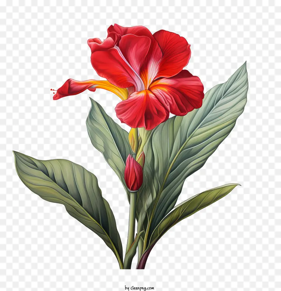 La Tige Indique，Fleur Rouge PNG