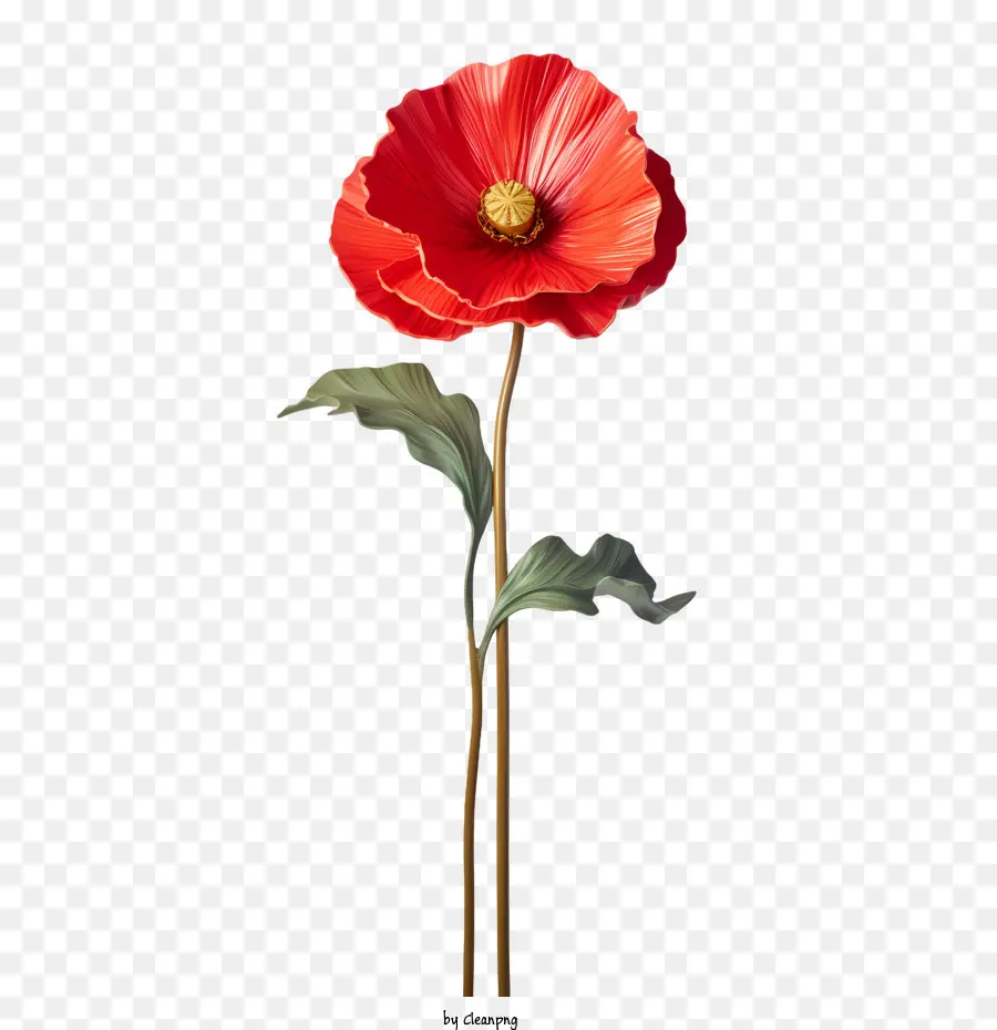 Fleur De Pavot，Fleur De Coquelicot Rouge PNG