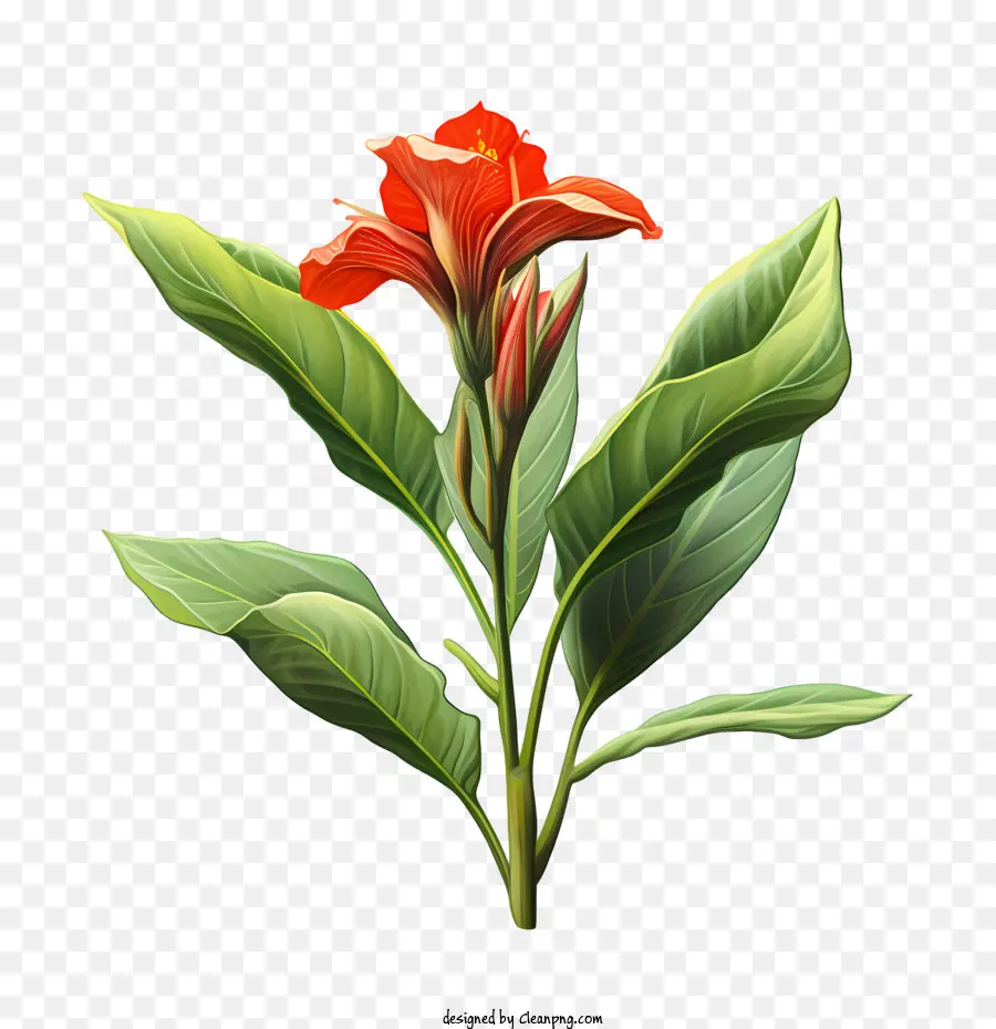 La Tige Indique，Fleur Rouge PNG