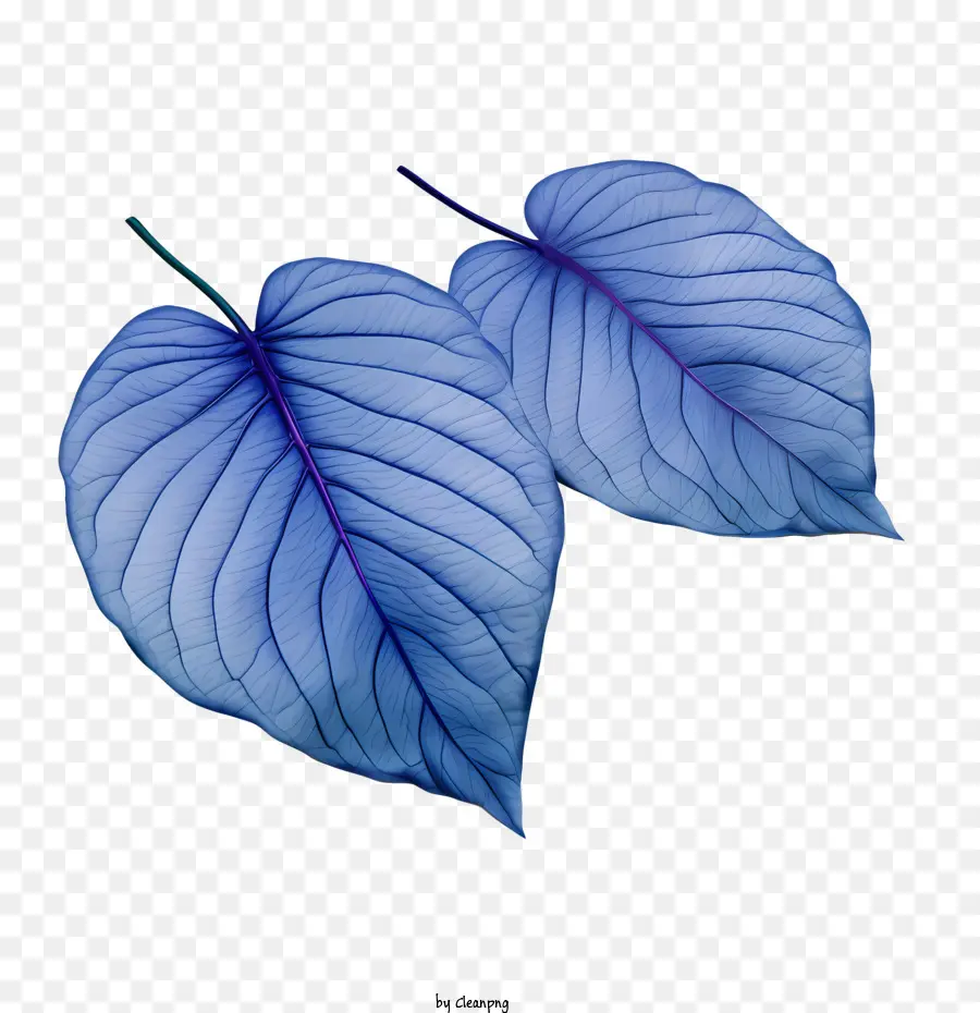 Feuilles Bleues，Nature PNG