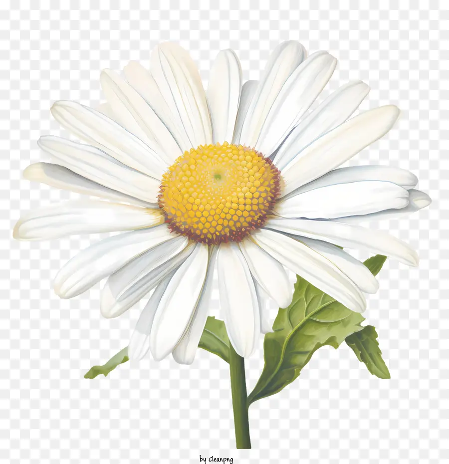 Fleur De Marguerite，Fleur Blanche PNG