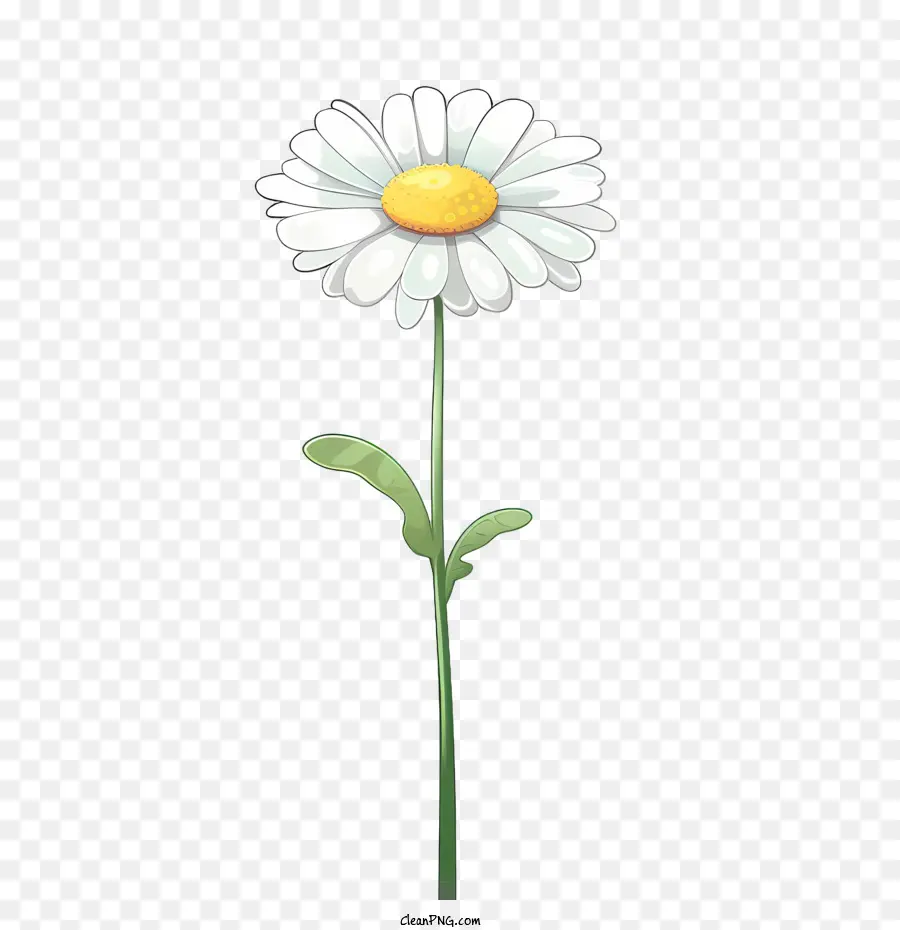 Fleur De Marguerite，Marguerite Blanche PNG