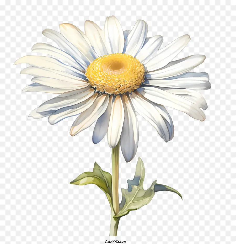 Fleur De Marguerite，Blanc PNG