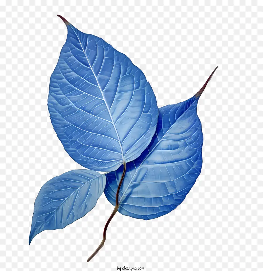 Feuilles Bleues，Bleu PNG