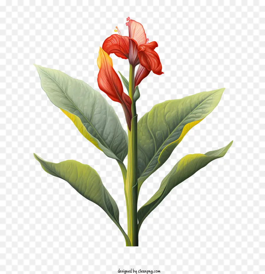 La Tige Indique，Fleur Rouge PNG