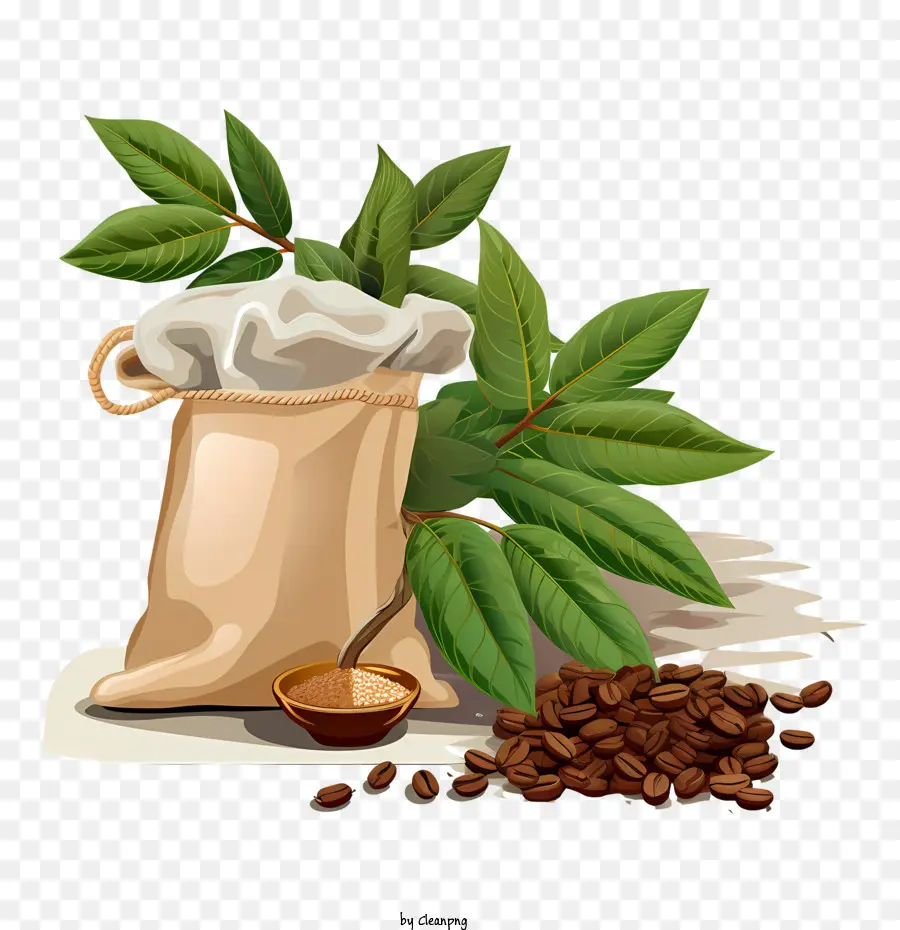 Café En Grains，Caféier PNG