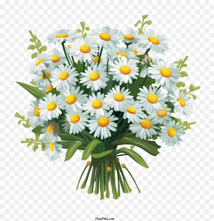 Fleur De Marguerite，Marguerites PNG