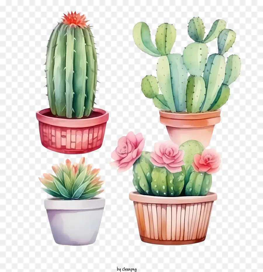 Cactus，Cactus En Pot PNG