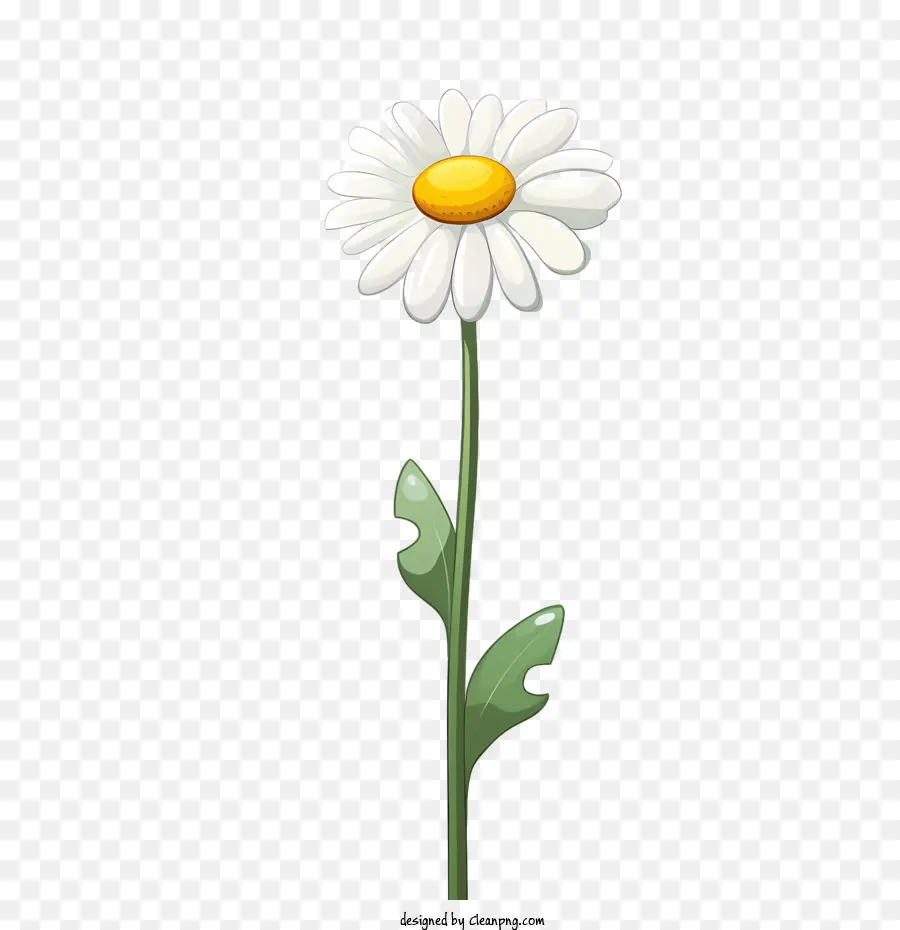 Fleur De Marguerite，Marguerite Blanche PNG