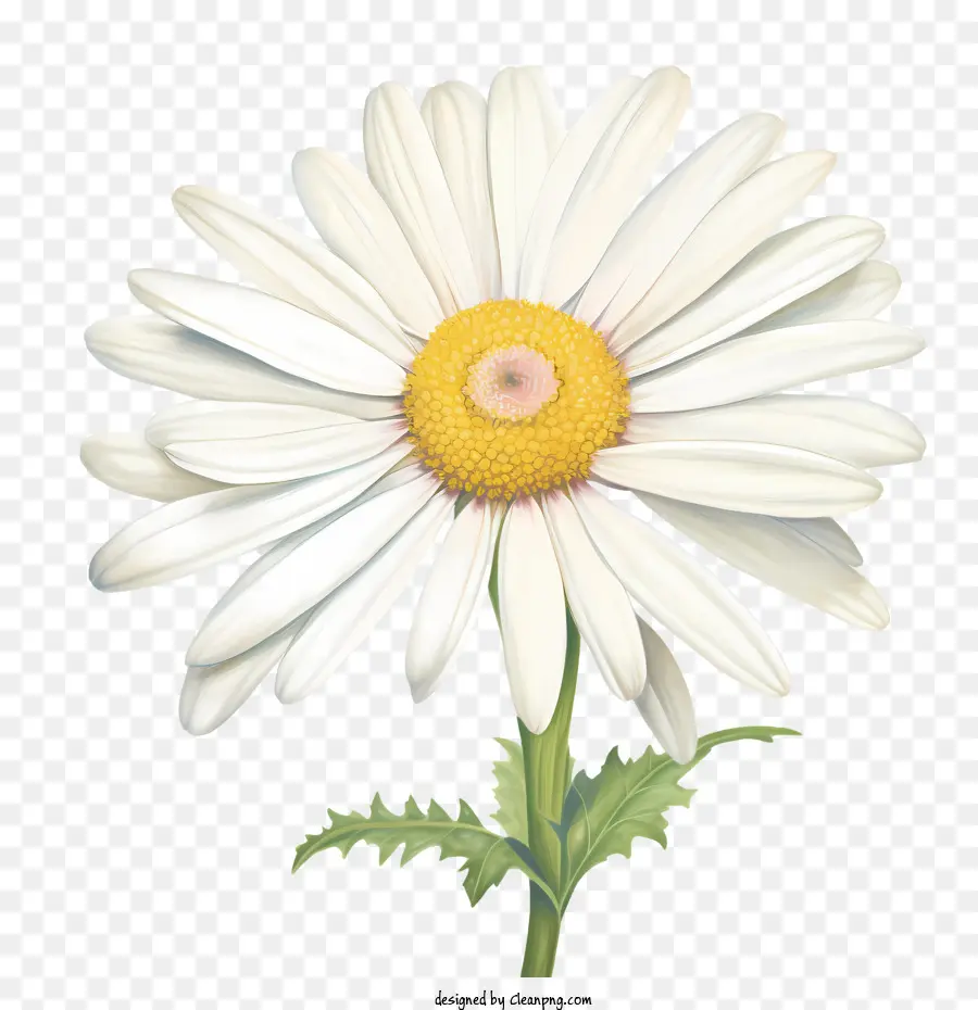 Fleur De Marguerite，Daisy Blanche PNG