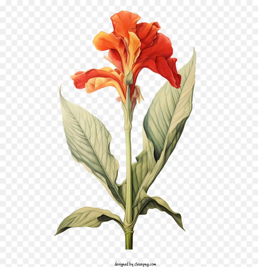 Canna Indica，Fleur D'oranger PNG