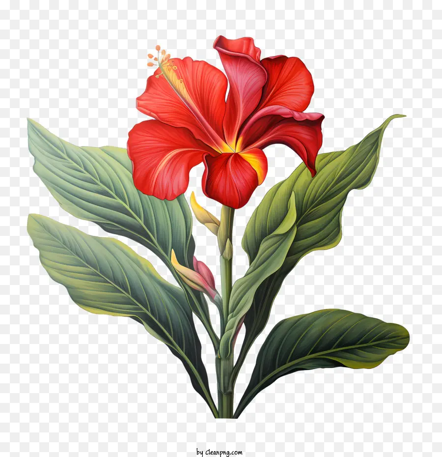 La Tige Indique，Fleur PNG