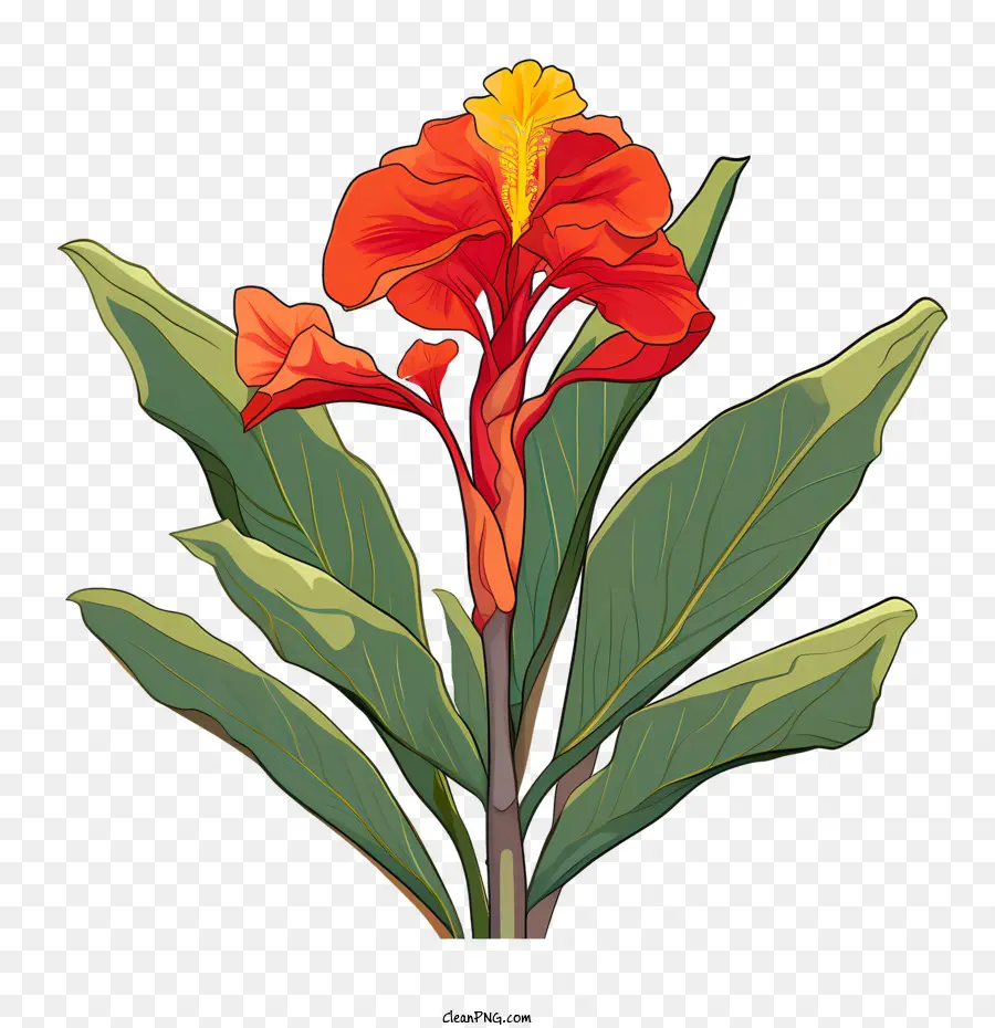 La Tige Indique，Floral PNG