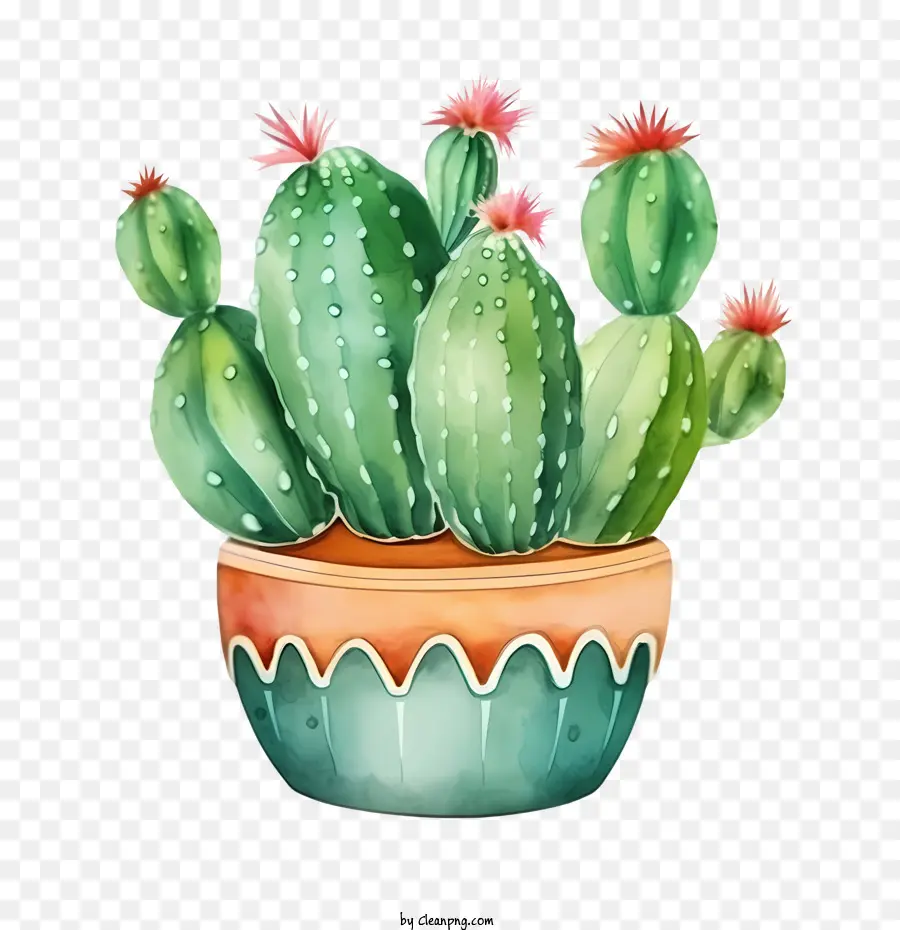 Cactus，Cactus En Pot PNG