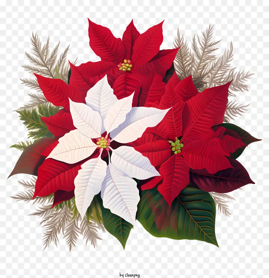 Poinsettia Fleur，Poinsettia PNG