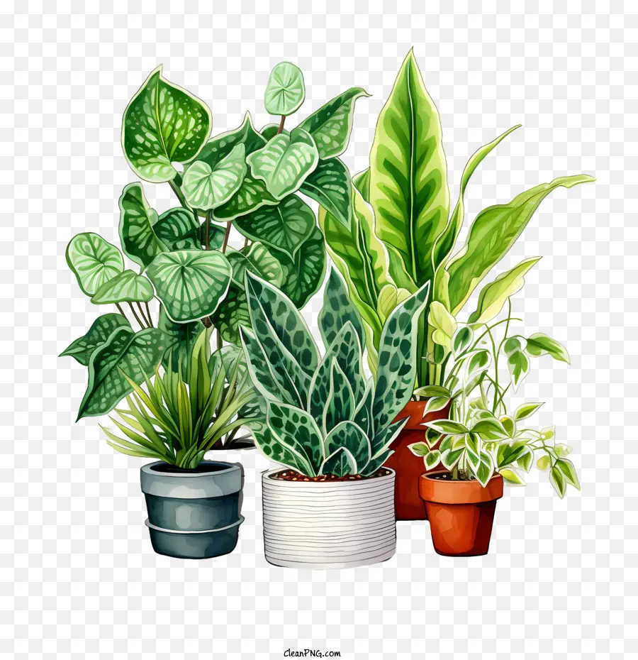 Journée D'appréciation Des Plantes D'intérieur，Plantes En Pot PNG